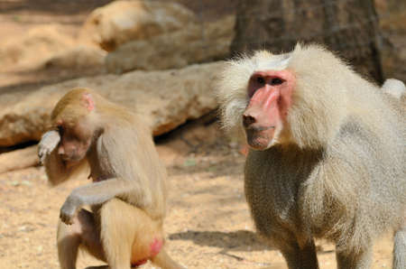 The hamadryas baboon (Papio hamadryas) is a species of baboon, being native to the Horn of Africa and the southwestern tip of the Arabian Peninsula.の写真素材