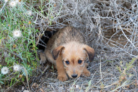 Sad lonely homeless puppy looking in the eyesの写真素材