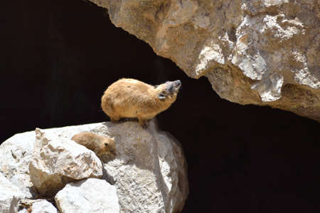Syrian rock hyrax (Procavia capensis) medium-sized terrestrial mammal, found across Africa and the Middle East.の写真素材