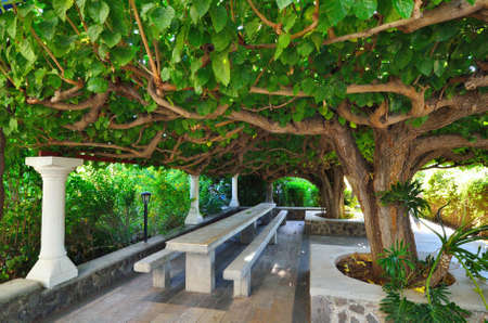 Rest sitting area under the mulberry tree (Morus)の写真素材