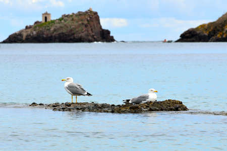 Pair of seagulls on a small island off the coast of Sardinia. Italyの写真素材