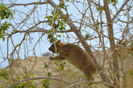 Syrian rock hyrax (Procavia capensis) medium-sized terrestrial mammal, found across Africa and the Middle East.の写真素材