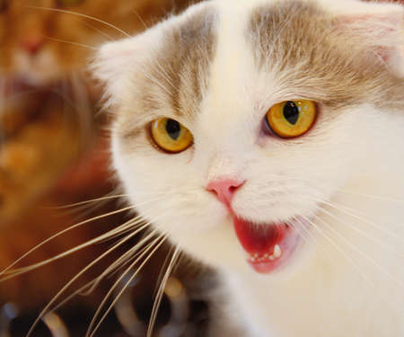 Portrait of angry cat close-upの写真素材