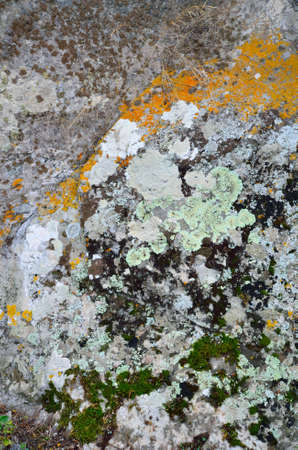 Stone covered with moss colored for backgroundsの写真素材