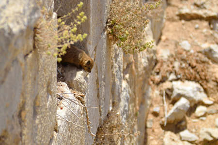 Syrian rock hyrax (Procavia capensis) medium-sized terrestrial mammal, found across Africa and the Middle East.の写真素材