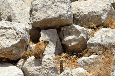 Syrian rock hyrax (Procavia capensis) medium-sized terrestrial mammal, found across Africa and the Middle East.の写真素材