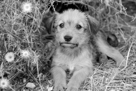 Sad lonely homeless puppy looking in the eyes. B&Wの写真素材