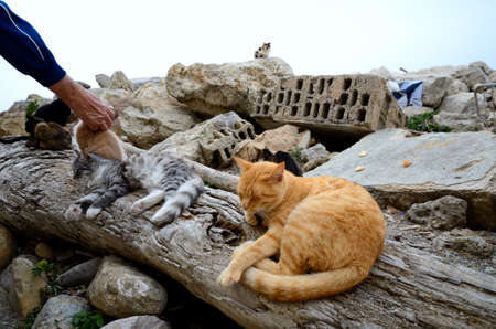 Stray cats living on the outskirts of the citeの写真素材