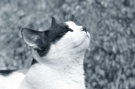 Portrait of white and black cat on leaves backgroundの写真素材