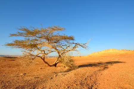 Lonely tree in the desert. Southwestern Arabah, Israel.の写真素材