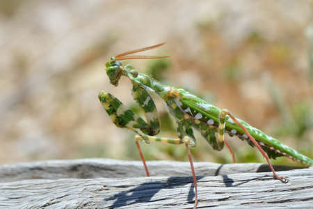 Mantis in a threatening pose on dry grass backgroundの写真素材