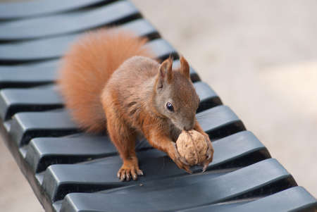 Red squirrel in the natural environment