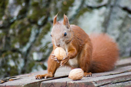 Red squirrel in the natural environmentの写真素材