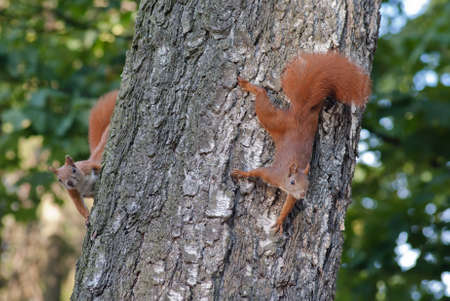Red squirrel in the natural environment
