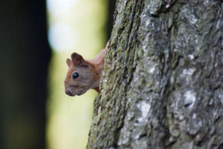 Red squirrel in the natural environmentの写真素材
