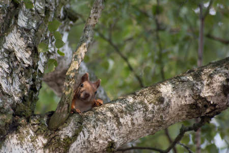 Red squirrel in the natural environmentの写真素材