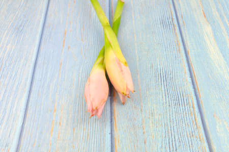 Bunga kantan or torch ginger flower of etlingera herb on wooden background.の写真素材