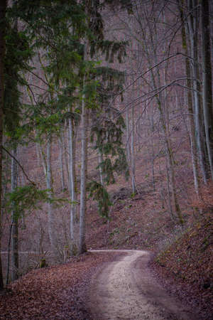 Germany Autumn forest path and leaf beech orange