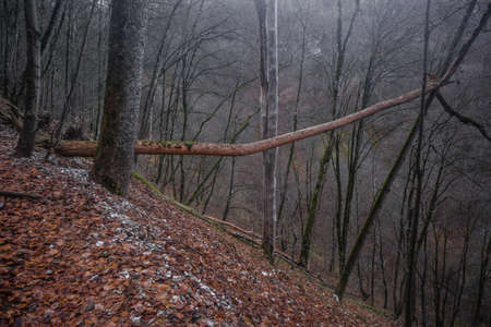 Germany Autumn forest path and leaf beech orangeの写真素材