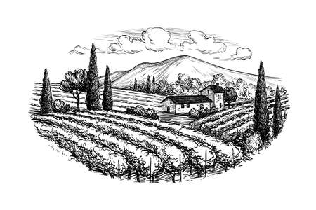Hand drawn vineyard landscape. Isolated on white background. Vintage style vector illustration.のイラスト素材