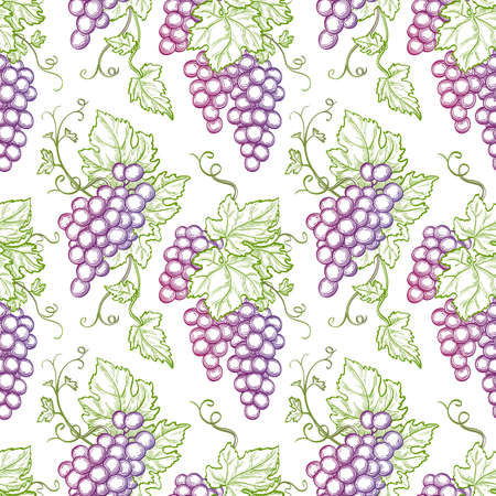 Seamless pattern with grapes. Hand drawn vector illustration.のイラスト素材