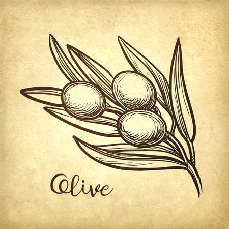 Hand drawn vector illustration of olive branch.のイラスト素材