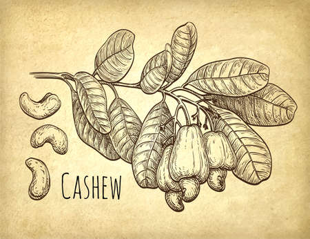 Cashew branch and nuts. Hand drawn vector illustration on old paper background. Vintage style.のイラスト素材