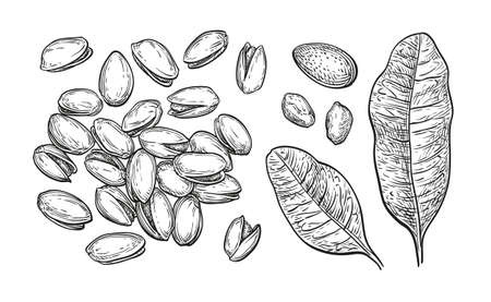 Pistachio nuts set.のイラスト素材