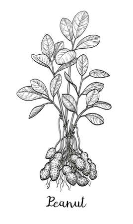 Vector illustration of peanut plant. Isolated on white background. Vintage style.のイラスト素材