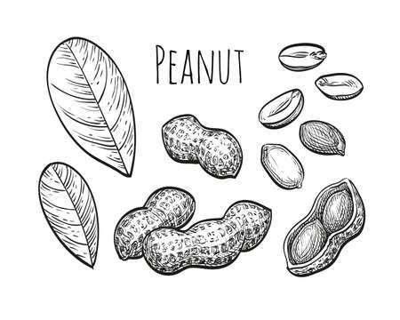 Peanut set. Ink sketch of nuts. Hand drawn vector illustration. Isolated on white background. Retro style.のイラスト素材
