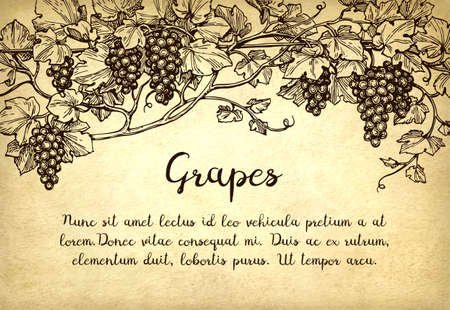 Banner template. Hand drawn vector illustration of grapes. Vine sketch on old paper background.の写真素材