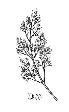 Dill ink sketch. Isolated on white background. Hand drawn vector illustration. Retro style.のイラスト素材