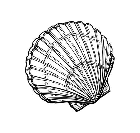 Scallops ink sketch. Isolated on white background. Hand drawn vector illustration. Retro style.のイラスト素材
