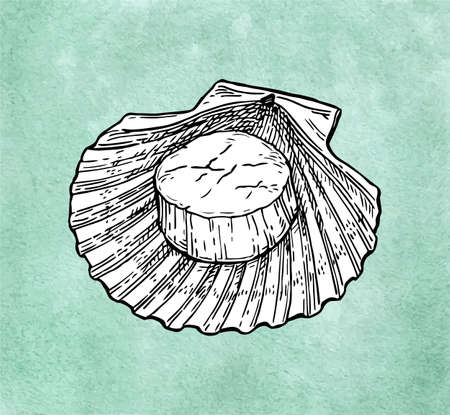 Scallops ink sketchのイラスト素材
