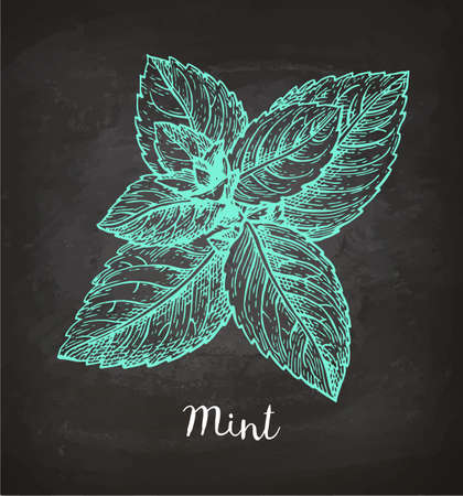 Chalk sketch of mint on blackboard background. Hand drawn vector illustration. Retro style.のイラスト素材