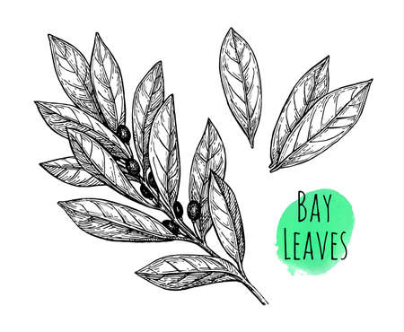 Bay leaves set.のイラスト素材