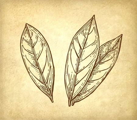 Bay leaves ink sketch.のイラスト素材