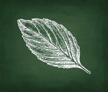 Chalk sketch of basil on blackboard background. Hand drawn vector illustration. Retro style.のイラスト素材