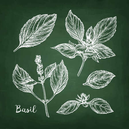 Basil set. Chalk sketch on blackboard background. Hand drawn vector illustration. Retro style.のイラスト素材
