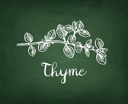 Chalk sketch of thyme on blackboard background. Hand drawn vector illustration. Retro style.のイラスト素材