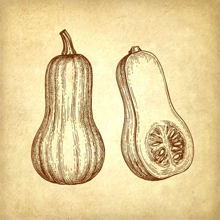 Ink sketch of butternut squashのイラスト素材