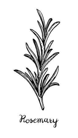 Ink sketch of rosemary.のイラスト素材
