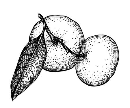 Ink sketch of mandarin orange. Isolated on white background.のイラスト素材
