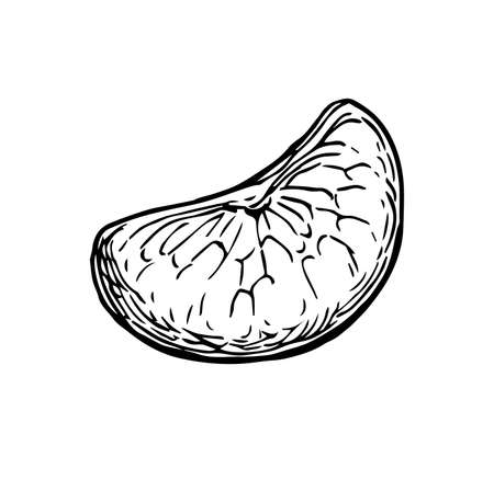 Slice of of mandarin orange. Ink sketch isolated on white background.のイラスト素材