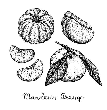 Mandarin orange set. Ink sketch isolated on white background. Hand drawn vector illustration. Retro style.のイラスト素材