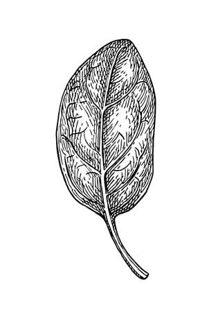 Ink sketch of spinach. Isolated on white background. Hand drawn vector illustration. Retro style.のイラスト素材