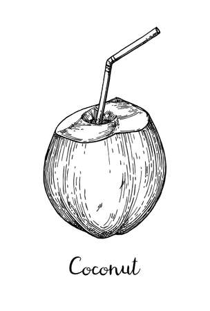 Ink sketch of young green coconuts isolated on plain  background.のイラスト素材