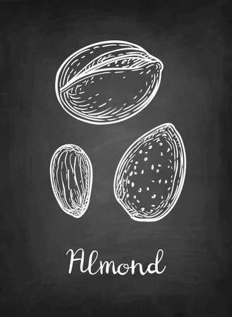 Chalk sketch of almond illustration.のイラスト素材