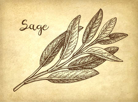 Sage ink sketchのイラスト素材