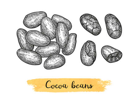 Cocoa beans. Ink sketch isolated on white background. Hand drawn vector illustration. Retro style.のイラスト素材